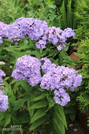 See more ideas about plants, perennials, garden shrubs. Purple Perennial Flowers 24 Brilliant Choices For Gardens