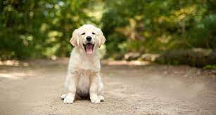 8 Budget Friendly Dog Breeds In India Dogspot In