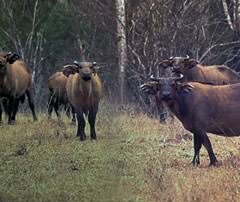 Image result for Dissotis anchietae