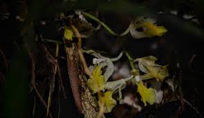 Orchids Of The Amazon Rainforest Shiripuno Amazon Lodge