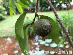 Image result for Shirakiopsis