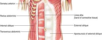 Anatomy of upper torso muscles. This Is The Last Upper Body Workout You Ll Ever Need Legion Athletics