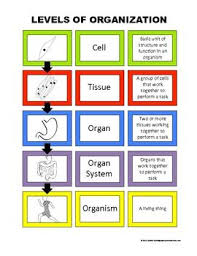 lets build levels of organization anchor chart science