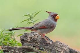 We did not find results for: Pyrrhuloxia Audubon Field Guide