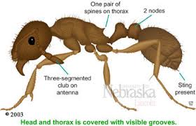 Check spelling or type a new query. Pavement Ants