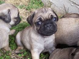 Pug Fiyatlari Pug Kopek Fiyatlari Sahibinden Satilik Pug Yavrusu Fiyatlari