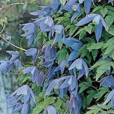 Check spelling or type a new query. Alpine Blue Clematis Seeds Clematis Alpina Produces Beautiful Dangling Lantern Shaped Single Blue Blooms Up To 3 Clematis Flowering Vines Flowers Perennials