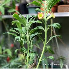 Image result for Pterodiscus ngamicus