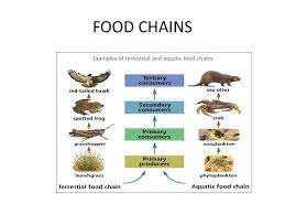 Barriers to improved food security include economic drivers (prices, availability and stability of supply) and traditional, social and cultural norms around food eating practices. Examples Of Terrestrial And Aquatic Food Chains Eschool