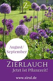 Zierlauch Pflanzen In 2020 Pflanzen Zierlauch Garten