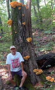 Maybe you would like to learn more about one of these? Chicken Of The Woods Mushroom Where To Find Chicken Of The Woods Chicken In The Woods Mushrooms The Cheesemaker