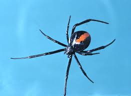 The black widow spider makes a venom that affects your nervous system. Redback Spider The Australian Museum