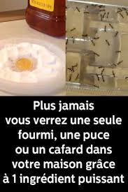 Plus Jamais Vous Verrez Une Seule Fourmi Une Puce Ou Un Cafard Dans Votre Maison Grace A 1 Ingre Beauty Games Natural Beauty Tips Celebrity Makeup Inspiration