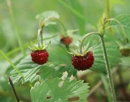 Wild strawberries are an excellent addition to any backyard garden. Fragaria Vesca Wild Strawberry Identification Distribution Habitat