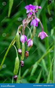 Image result for Eulophia