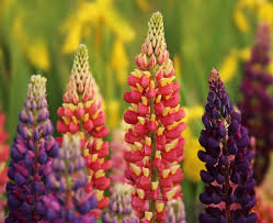 The following new perennial flowers are available online and in some plant catalogs and will show it has awesome tubular red flowers that are very attractive to hummingbirds and other pollinators 'galaxy blue' and 'galaxy white' agapanthus have overwintered for several years in michigan. Perennial Flower Garden Millcreek Gardens