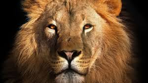 Lion) movie #trailer | kinostart: World Lion Day 2021 History And Significance