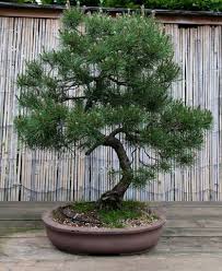 Pinus Mugo Japanischer Garten Bonsai Baum Garten