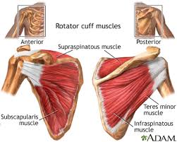 A muscle contracts to move bones; Shoulder Pain Information Mount Sinai New York