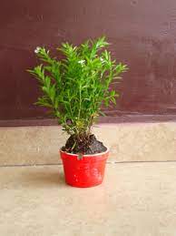 Una lluvia de estrellas lírida ya puede ser observada desde este 16 de abril hasta el 30 del mismo mes, aunque el 22 y el 23 se encontrará en su punto máximo de acuerdo con los especialistas. Lluvia De Estrellas Flores Increibles Plantas De Sombra Lluvia De Estrellas