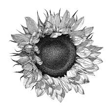 Pin By John On Ink Sunflower Drawing Sunflower Illustration Sunflower Tattoo Shoulder
