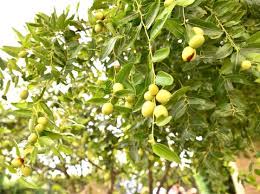 Selain buahnya dapat dikonsumsi, daun bidara ternyata memiliki banyak sekali manfaat. Atasi Jerawat Dengan Masker Daun Bidara Cara Buatnya Mudah Bun