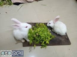 That way, the policy you choose is best suited to your animal's. New Zealand Rabbits In Pair Bengaluru Free Classifieds