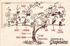 Image result for graft grape vines