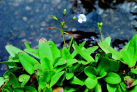 Image result for Sporobolus welwitschii