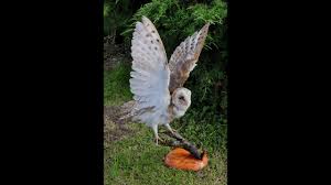 Is that barn owl male or female? Mounting A Barn Owl Taxidermy Youtube