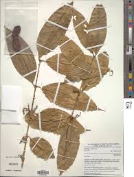 Image result for Strychnos usambarensis