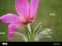 Image result for Craibia zimmermannii