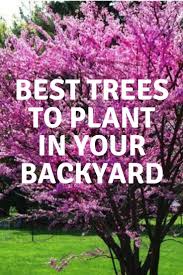Beste Baume In Ihrem Garten Zu Pflanzen Hinterhofgarten Hinterhof Gartenideen Ba Garden Ideas To Replace Grass Backyard Garden Small Backyard Gardens