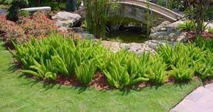 Protasparagus Densiflorus Cv 39 Myersii 39 Foxtail Fern This Is Foxtail Fern Plants Outdoor Landscaping