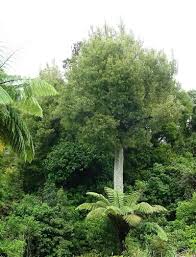 Image result for Beilschmiedia