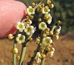 Image result for Celastraceae