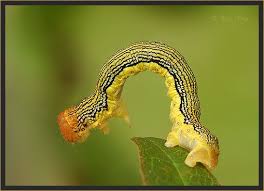 Black And Yellow Striped Caterpillar Michigan Linden Looper Caterpillar Flowering Trees Caterpillar Trees And Shrubs
