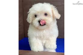 Find the perfect maltipoo at our store. Maltese Puppy For Sale Near San Antonio Texas Fe9cbc8f C5d1