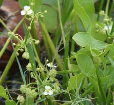 Image result for Limnophyton obtusifolium