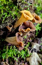 Image result for Craterellus fallax