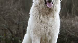 Belle et sébastien la série danimation japonaise pour. Chien De Montagne Des Pyrenees Caractere Sante Alimentation Prix Et Entretien