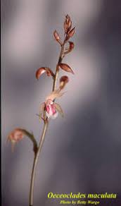 Image result for Oeceoclades maculata