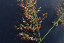 Image result for Melinis minutiflora