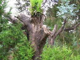 Image result for Juniperus procera