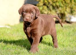 We started off with toy breeds, yorkies, papillions and now goldens. Labrador Retriever Puppy For Sale In Mount Joy Pa Adn 71361 On Puppyfinder Com Gender Male Age 7 We Labrador Retriever Labrador Labrador Retriever Puppies