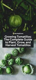 We've already covered the basics of companion planting here so if you need a refresher, it's worth a read. Growing Tomatillos The Complete Guide To Plant Grow And Harvest Tomatillos