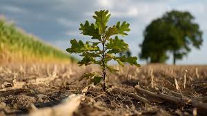Image result for oak sapling