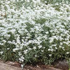 Image result for Cerastium