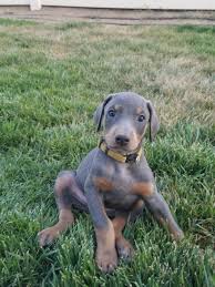 I have 4 male blue and rust available. Doberman Pinscher Puppies For Sale Menifee Ca 281885