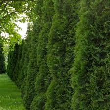 This variety is faster growing than the species arborvitae. Green Giant Arborvitae Naturehills Com